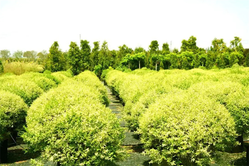 花卉苗木供應